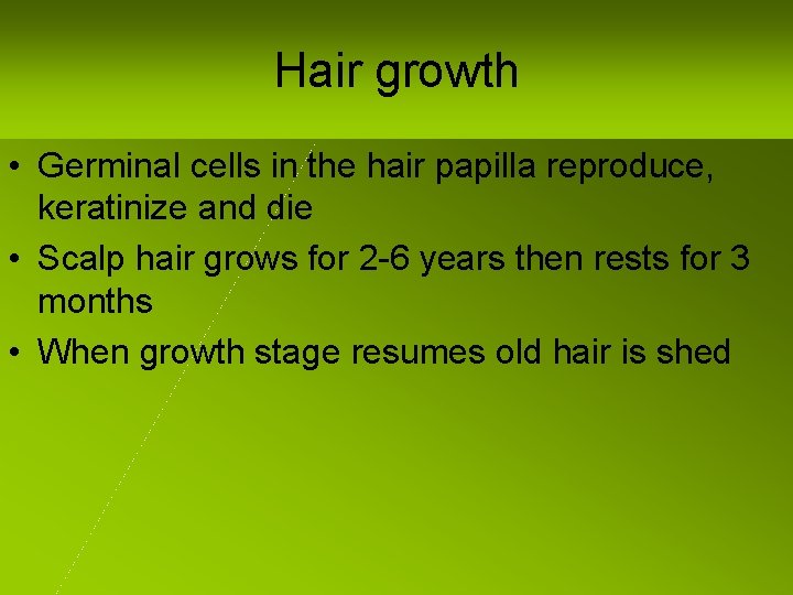 Hair growth • Germinal cells in the hair papilla reproduce, keratinize and die •