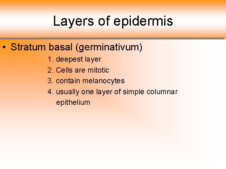 Layers of epidermis • Stratum basal (germinativum) 1. deepest layer 2. Cells are mitotic