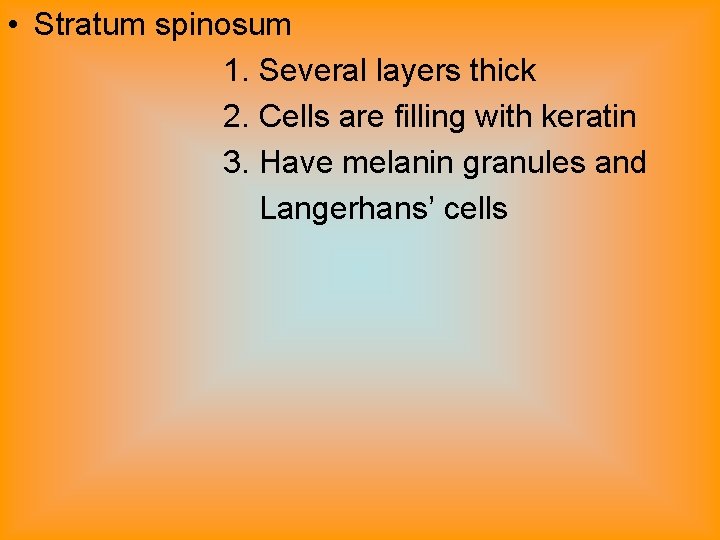  • Stratum spinosum 1. Several layers thick 2. Cells are filling with keratin