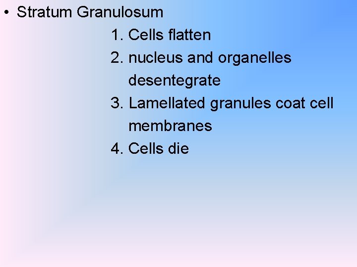  • Stratum Granulosum 1. Cells flatten 2. nucleus and organelles desentegrate 3. Lamellated