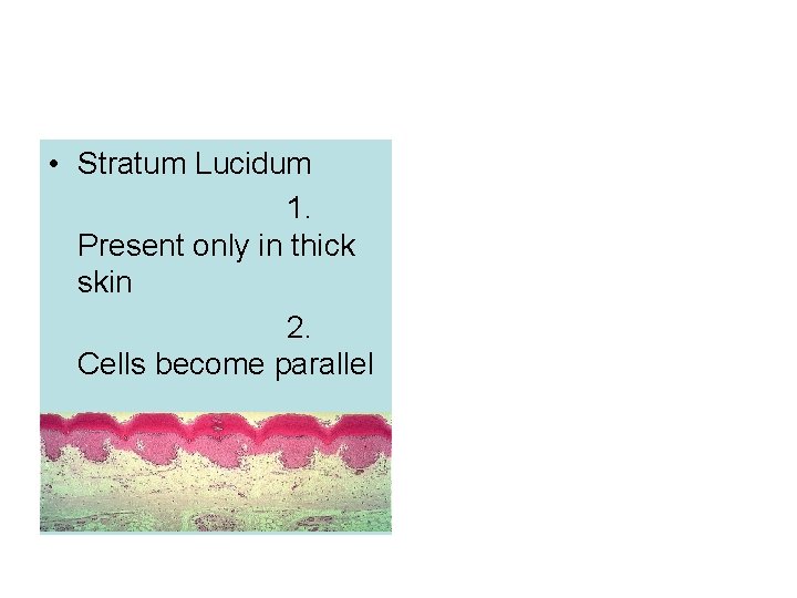  • Stratum Lucidum 1. Present only in thick skin 2. Cells become parallel