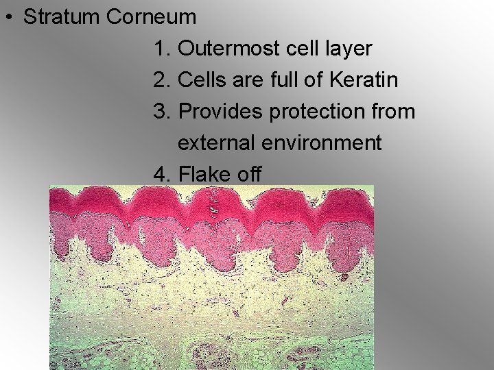  • Stratum Corneum 1. Outermost cell layer 2. Cells are full of Keratin