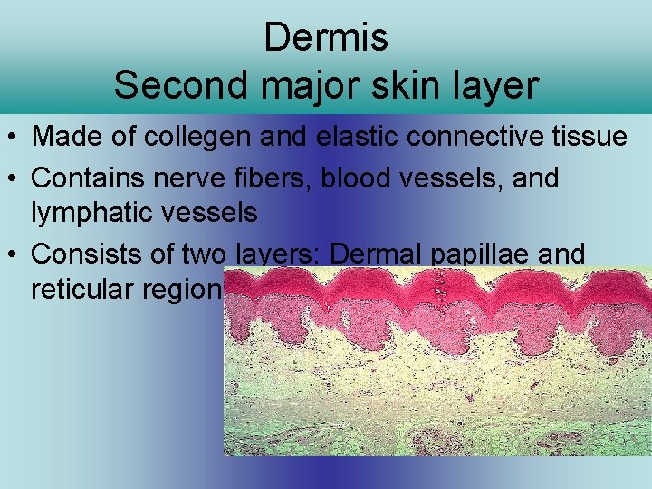 Dermis Second major skin layer • Made of collegen and elastic connective tissue •