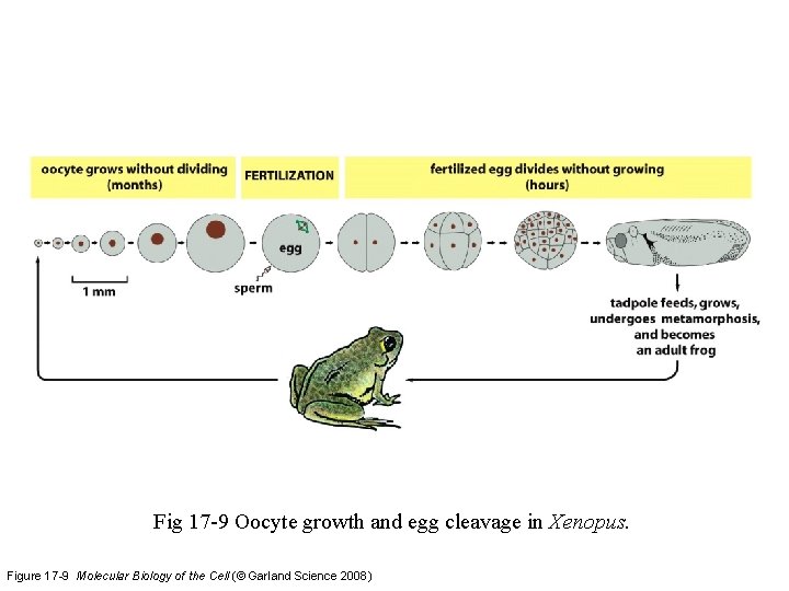 Fig 17 -9 Oocyte growth and egg cleavage in Xenopus. Figure 17 -9 Molecular