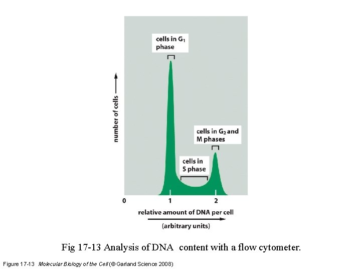 Fig 17 -13 Analysis of DNA content with a flow cytometer. Figure 17 -13