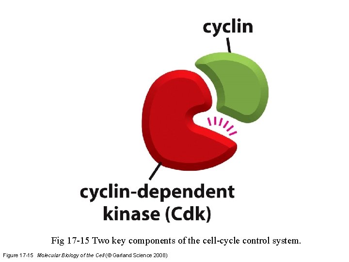 Fig 17 -15 Two key components of the cell-cycle control system. Figure 17 -15