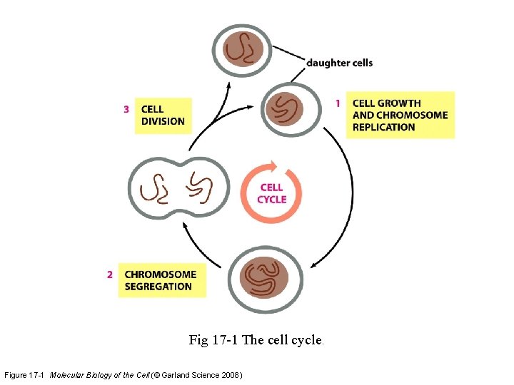 Fig 17 -1 The cell cycle. Figure 17 -1 Molecular Biology of the Cell