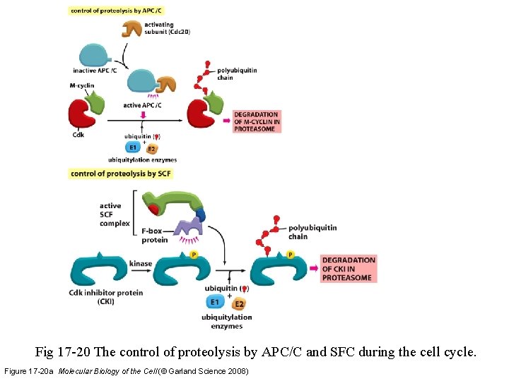 Fig 17 -20 The control of proteolysis by APC/C and SFC during the cell