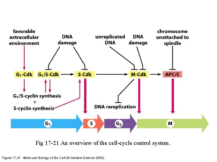 Fig 17 -21 An overview of the cell-cycle control system. Figure 17 -21 Molecular