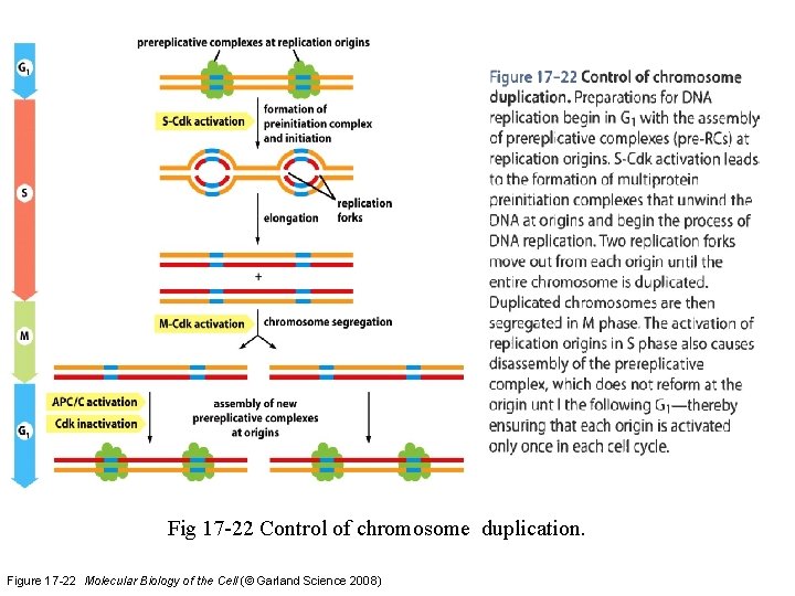 Fig 17 -22 Control of chromosome duplication. Figure 17 -22 Molecular Biology of the