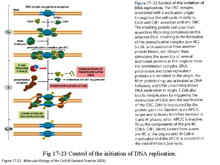 Fig 17 -23 Control of the initiation of DNA replication. Figure 17 -23 Molecular