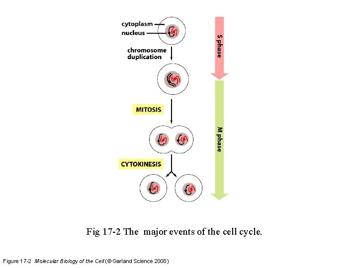 Fig 17 -2 The major events of the cell cycle. Figure 17 -2 Molecular