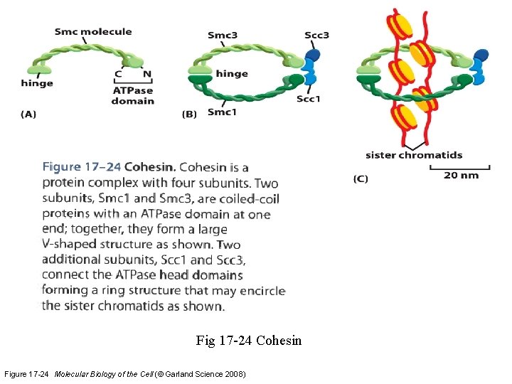 Fig 17 -24 Cohesin Figure 17 -24 Molecular Biology of the Cell (© Garland