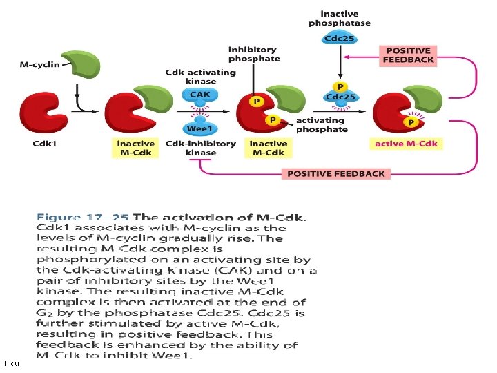Figure 17 -25 Molecular Biology of the Cell (© Garland Science 2008) 