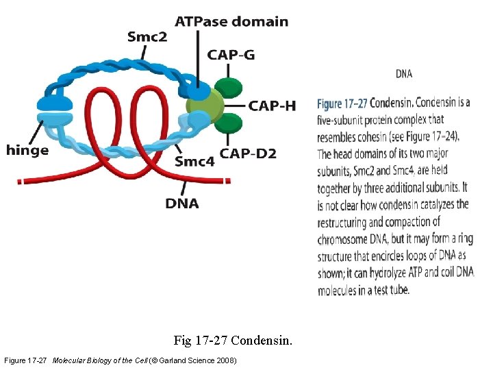 Fig 17 -27 Condensin. Figure 17 -27 Molecular Biology of the Cell (© Garland