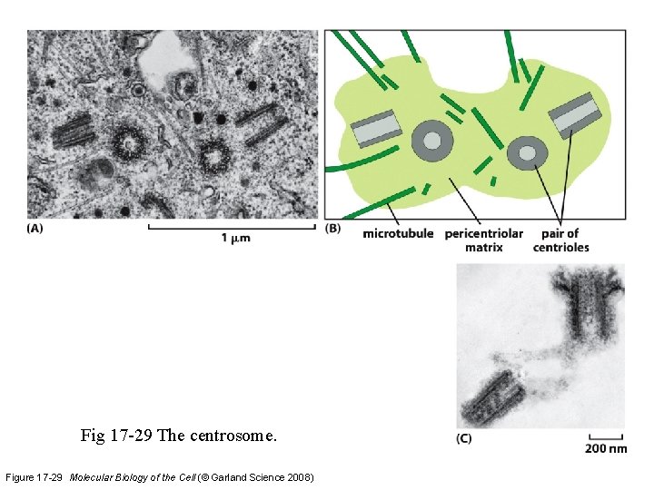 Fig 17 -29 The centrosome. Figure 17 -29 Molecular Biology of the Cell (©