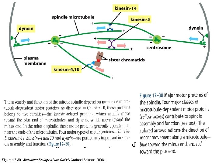 Fig 17 -30 Major motor proteins of the spindle. Figure 17 -30 Molecular Biology