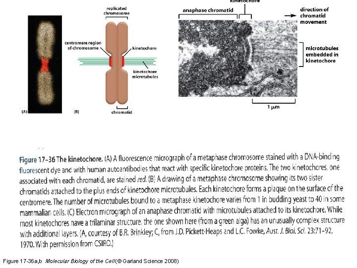 Fig 17 -36 The kinetochore. Figure 17 -36 a, b Molecular Biology of the