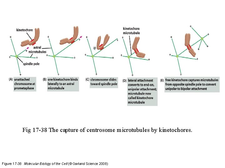 Fig 17 -38 The capture of centrosome microtubules by kinetochores. Figure 17 -38 Molecular