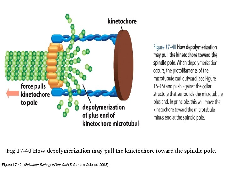 Fig 17 -40 How depolymerization may pull the kinetochore toward the spindle pole. Figure