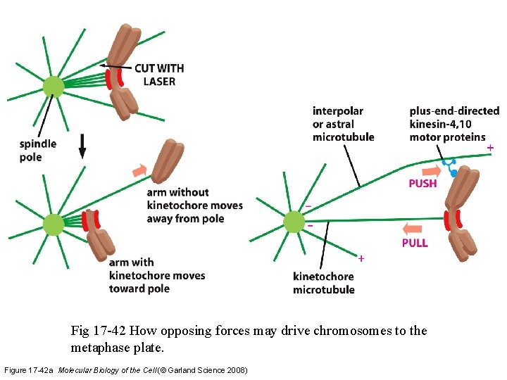 Fig 17 -42 How opposing forces may drive chromosomes to the metaphase plate. Figure