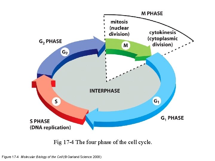 Fig 17 -4 The four phase of the cell cycle. Figure 17 -4 Molecular