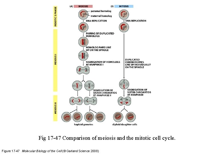 Fig 17 -47 Comparison of meiosis and the mitotic cell cycle. Figure 17 -47