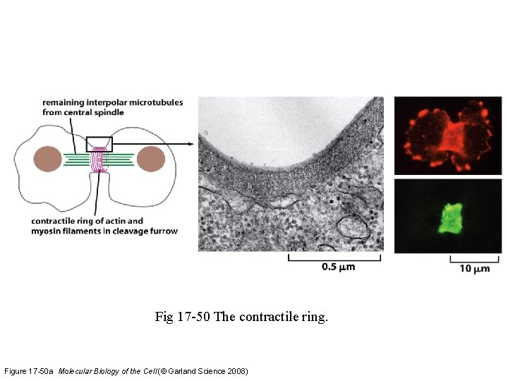 Fig 17 -50 The contractile ring. Figure 17 -50 a Molecular Biology of the