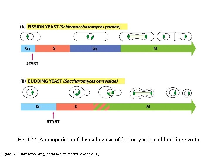 Fig 17 -5 A comparison of the cell cycles of fission yeasts and budding