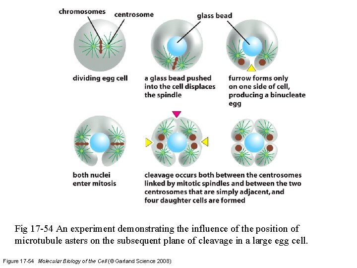 Fig 17 -54 An experiment demonstrating the influence of the position of microtubule asters