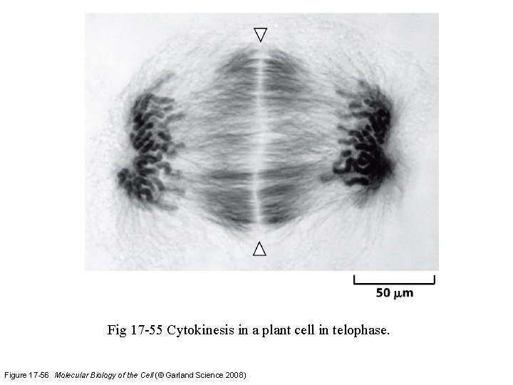 Fig 17 -55 Cytokinesis in a plant cell in telophase. Figure 17 -56 Molecular