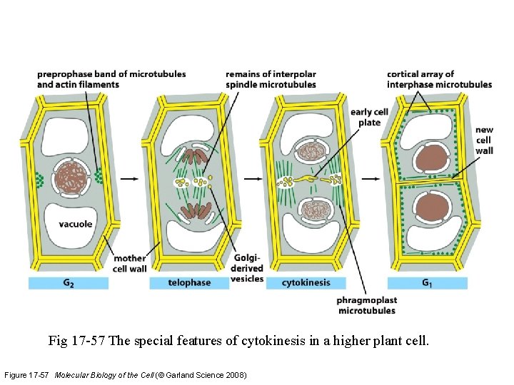Fig 17 -57 The special features of cytokinesis in a higher plant cell. Figure