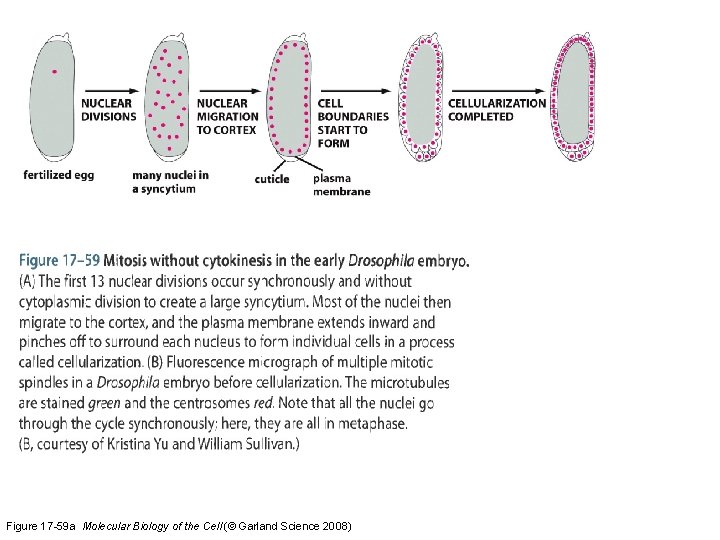 Figure 17 -59 a Molecular Biology of the Cell (© Garland Science 2008) 