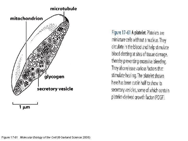 Figure 17 -61 Molecular Biology of the Cell (© Garland Science 2008) 