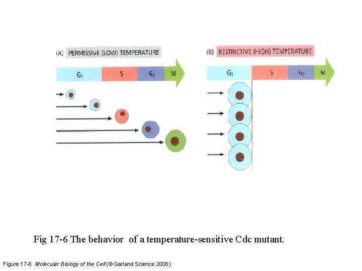 Fig 17 -6 The behavior of a temperature-sensitive Cdc mutant. Figure 17 -6 Molecular