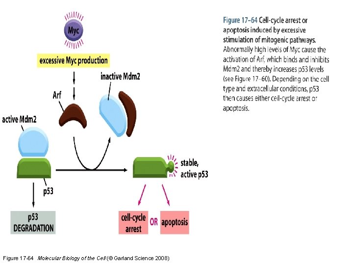 Figure 17 -64 Molecular Biology of the Cell (© Garland Science 2008) 
