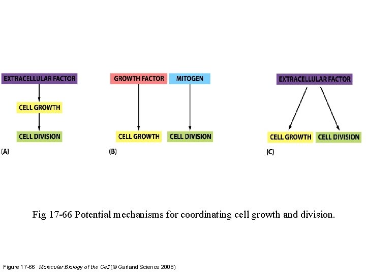 Fig 17 -66 Potential mechanisms for coordinating cell growth and division. Figure 17 -66