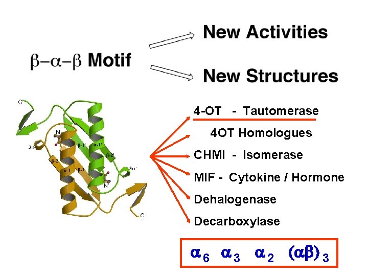 4 -OT - Tautomerase 4 OT Homologues CHMI - Isomerase MIF - Cytokine /