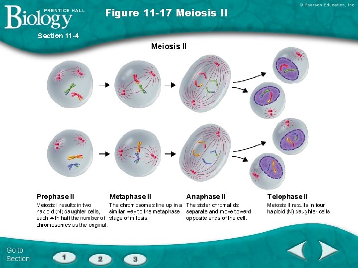 Figure 11 -17 Meiosis II Section 11 -4 Meiosis II Prophase II Metaphase II