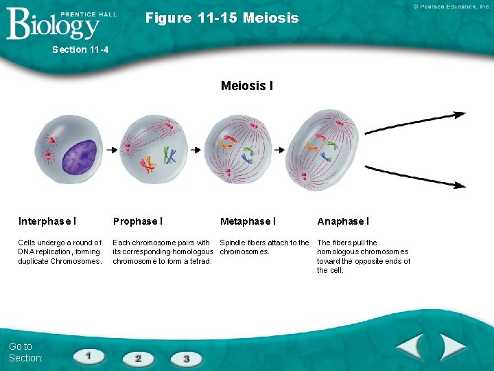 Figure 11 -15 Meiosis Section 11 -4 Meiosis I Interphase I Prophase I Cells