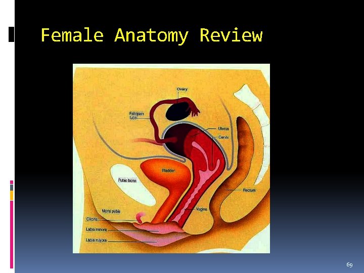 Female Anatomy Review 69 