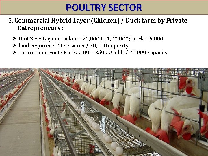 POULTRY SECTOR 3. Commercial Hybrid Layer (Chicken) / Duck farm by Private Entrepreneurs :