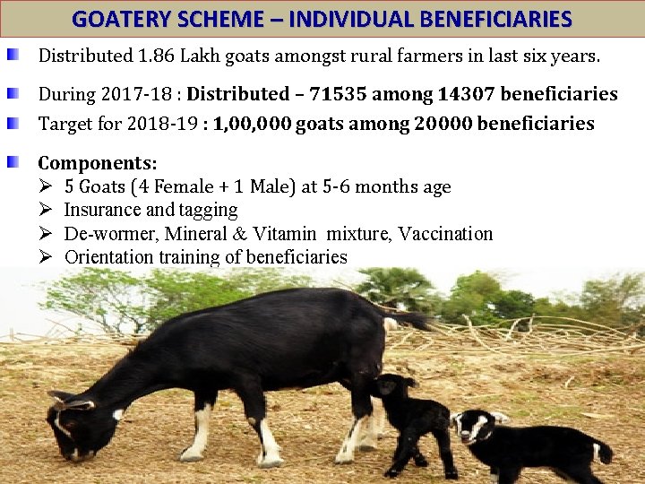 GOATERY SCHEME – INDIVIDUAL BENEFICIARIES Distributed 1. 86 Lakh goats amongst rural farmers in