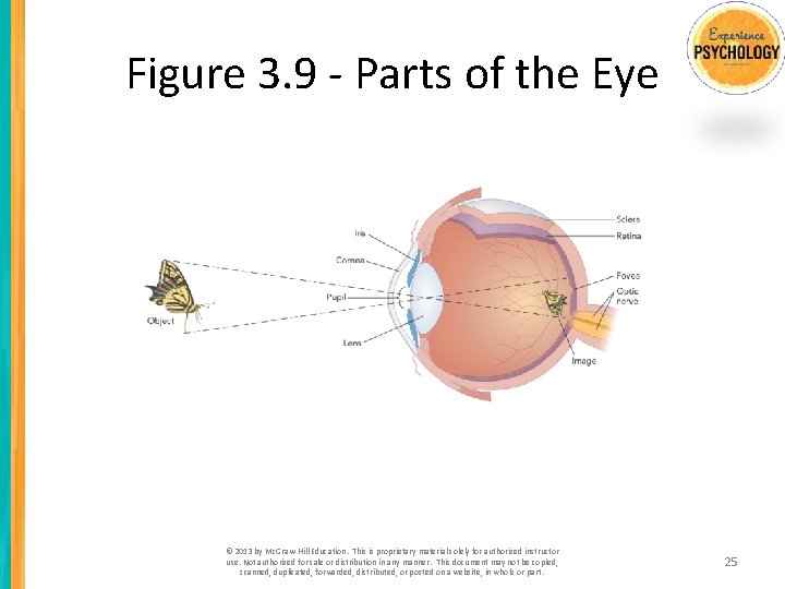 Figure 3. 9 - Parts of the Eye © 2013 by Mc. Graw-Hill Education.