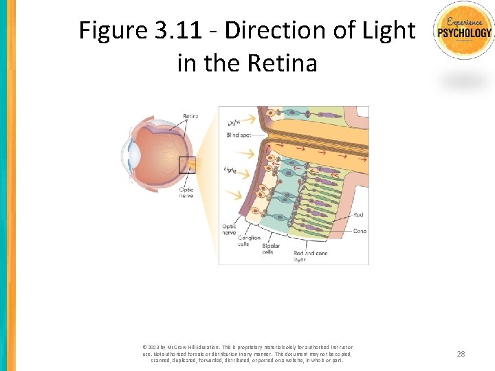 Figure 3. 11 - Direction of Light in the Retina © 2013 by Mc.