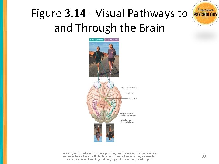 Figure 3. 14 - Visual Pathways to and Through the Brain © 2013 by