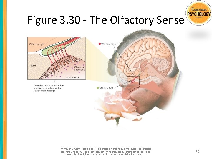 Figure 3. 30 - The Olfactory Sense © 2013 by Mc. Graw-Hill Education. This