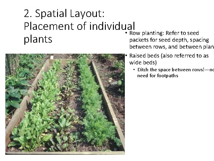 2. Spatial Layout: Placement of individual • Row planting: Refer to seed packets for