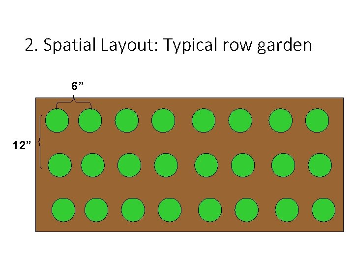 2. Spatial Layout: Typical row garden 6” 12” 24 plants 