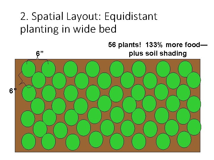 2. Spatial Layout: Equidistant planting in wide bed 6” 6” 56 plants! 133% more